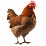 chicken
