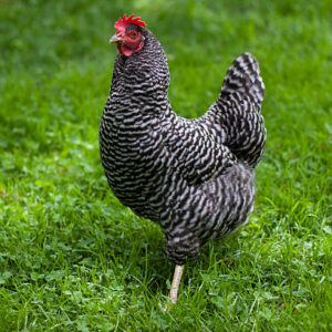 barred rock (بارڈ راک مرغی)