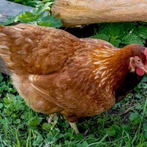 golden brown (ٹیومی مرغی)