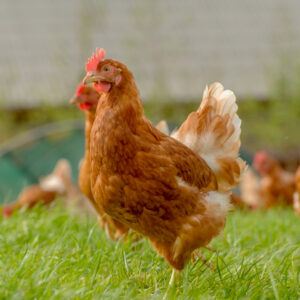 layer hen (لیئر مرغی)