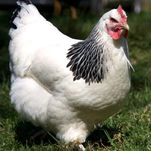 sussex hen (سسکس مرغی)