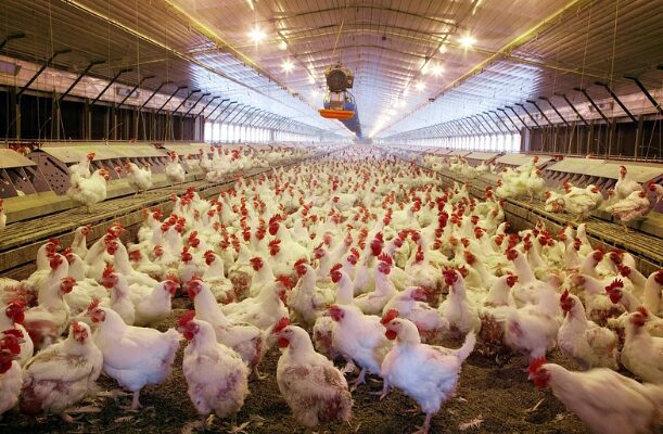 how to start poultry farming