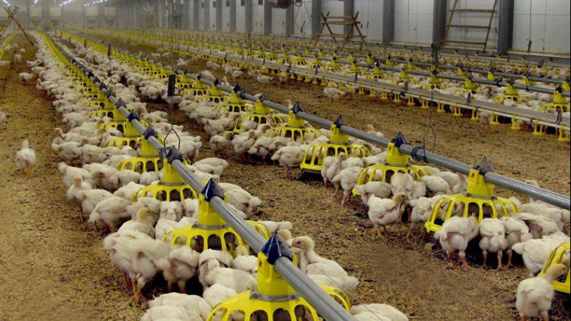 maintain farm hygiene and biosecurity