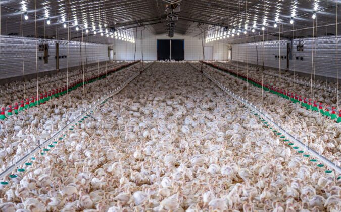 poultry farming