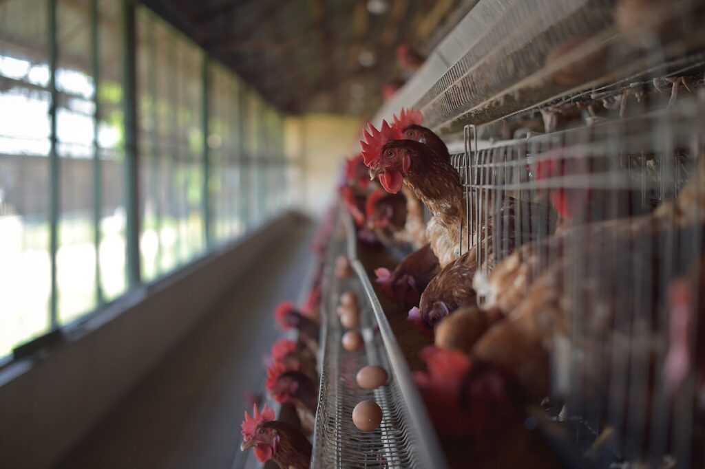 why start a poultry farming business